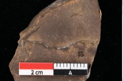 Foto (Detailansicht) von Glyptostrobus europaeus Brongniart (NHMW-GEO-2024-0188-0152)